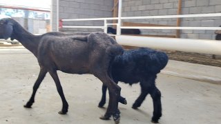 ZOTI TOZA XSORI ONA BOLA QO'YLAR KELDI 🐑✨1.TA ONA BOLA — Namangan
