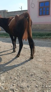 Ona bola sigir sotiladi — O'zbekiston