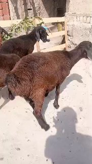 ASSALOMU ALEYKUM Gurupadoshlar — NAMANGAN TUMANI TEPAQORGON QISHLOGI