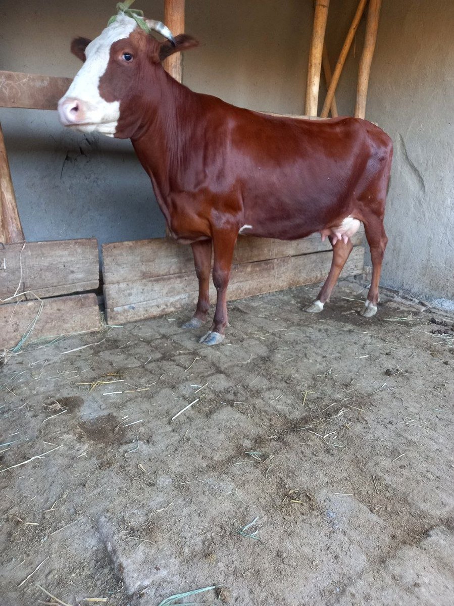 Ona Bola Sigir🐄 — Shofirkon🏭🏭