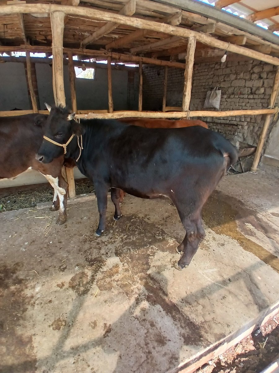 Hunajinlar sotiladi — O'zbekiston
