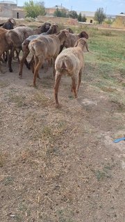 Irg'ochi tuxli quzila sotiladi — O'zbekiston