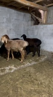Shu qo’zilar sotiladi 1 ta qo’chqor 3 ta soliq — Andijon viloyati Izboskan tumani