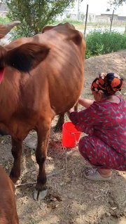 1 tugishi bolasi gunajin suti 6 litr — O'zbekiston