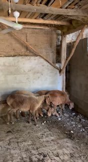 Shu qo’zilar sotiladi — Andijon viloyati Izboskan tumani