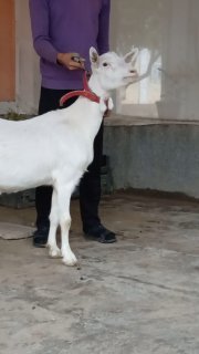 Зоттор эчки сутли сотувда манзил фаргона вилояти кува… — Farg'ona