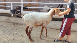 NAMANGANDA ZOTI TOZA ARASHAN BOG'OZ QO'Y KELDI 🐑 — Namangan