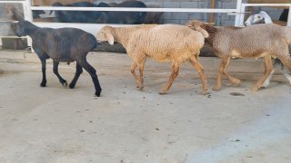 ZOTI TOZA XSORI QO'YLAR KELDI 🐑✨ — Namangan