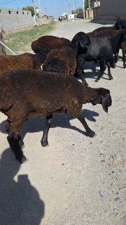 Irg'ochi tuxli quzila sotiladi — O'zbekiston