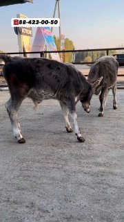 Chorva mollari — O'zbekiston