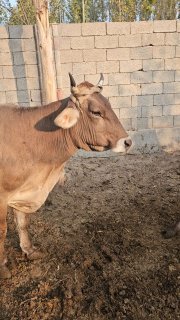 Rassoyiski toza shevet boyi 140 . suti 20ta tishi 8ta hozir… — Namangan