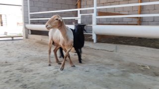 NAMANGANDA ZOTI TOZA XSORI ONA BOLA QO'YLAR KELDI 🐑✨ 1.TA… — Namangan