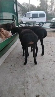 ZOTI TOZA XISORI KASHTAN YARICHKA SOVLIQLAR QOZILAR KELDI 🐑✨ — Namangan