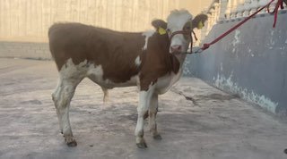 Sotiladi ishqivoziga 5 oylik — O'zbekiston