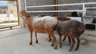 ZOTI TOZA ARASHAN EGIZCHI 🐑✨1.TA ONA BOLA — Namangan