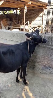 хунажинлар сотилади — O'zbekiston