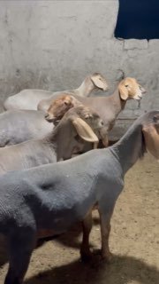 Yarichkalar — Namanganda