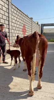 Simintal sigirimiz sotiladi malumoti telda — O'zbekiston