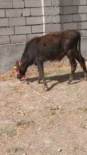 Ona bola sigir sotiladi — O'zbekiston