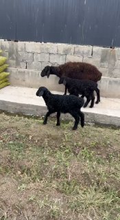 Shu Qo’ylar sotiladi — Andijon viloyati Izboskan tumani
