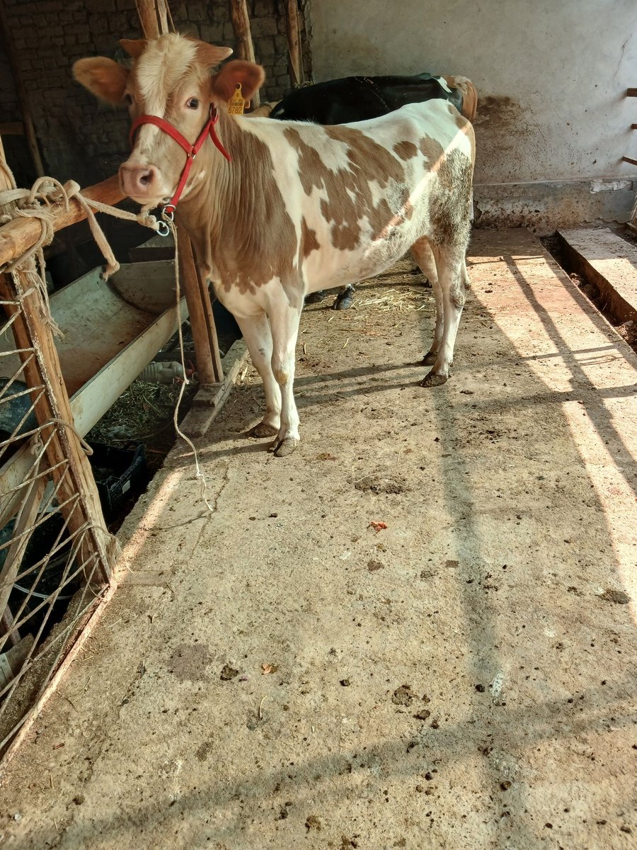 Gibrid hunajin sotiladi — Namangan