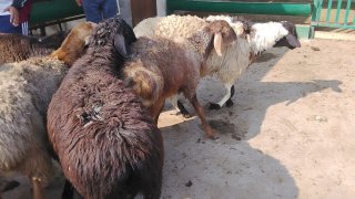NAMANGANDA ZOTI TOZA ARASHAN XISOR QOZILAR KELDI 🐑✨ — Namangan