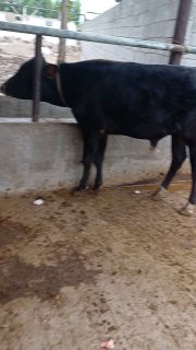 Novos sotiladi 18M mazil Asaka — Asaka