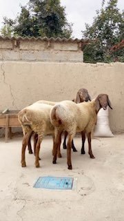 Yarichkalar — Namanganda