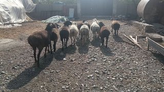 10 ta yosh qo‘ylar sotiladi — .Jizzax viloyati Baxmal tumani.