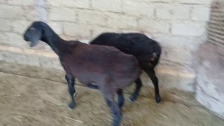 2ta Urgʻochi quzi sotiladi — Qarshi Beshkent Yuli Nukrabod