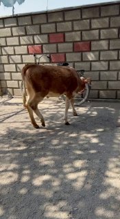 Toza simintal hunajin sotiladi — O'zbekiston