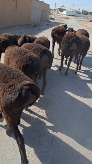 Irg'ochi tuxli quzila sotiladi — O'zbekiston