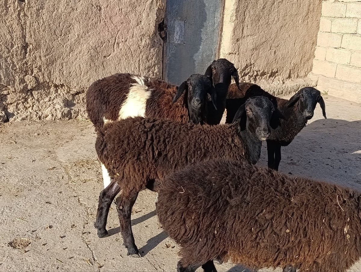 4ta qoʻzi sotiladi — Qashqadaryo
