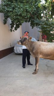 SOGIN SIGIR MARGILONDA NARXI 31MLN — O'zbekiston