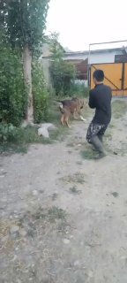 Akalar ukalar shu kuchigimiz yoqolib qoldi korgan bilganlar… — O'zbekiston