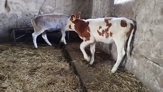 Simintal germanski hunajinlar sotiladi — O'zbekiston