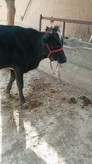 Novos sotiladi — Jizzax