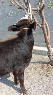 тоза швет новвас сотилади буйи 110см нархи 22400 наманган — Namangan
