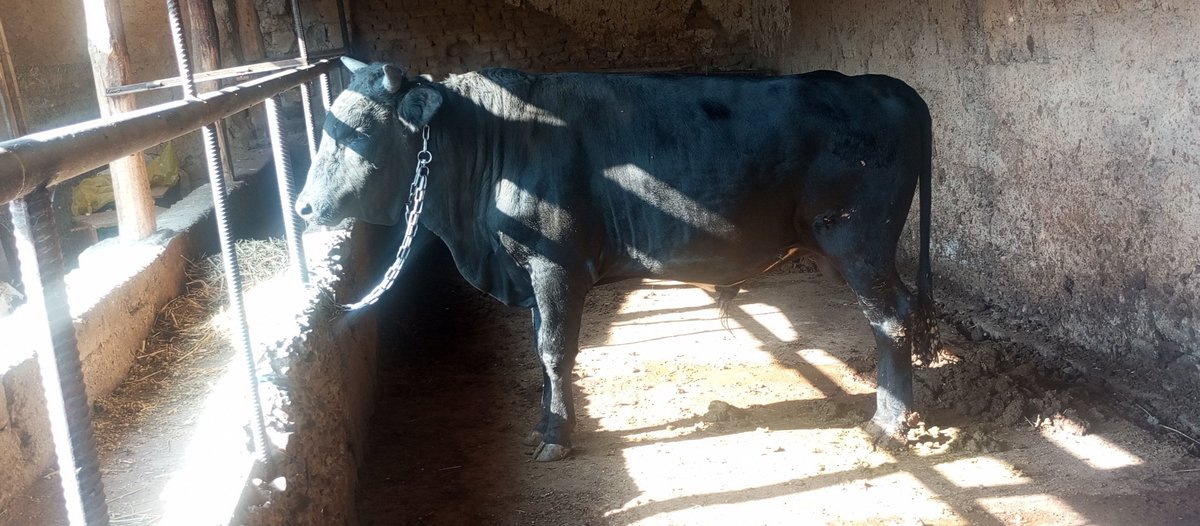 QASSOB AKALAR UCHUN TANLOV — Toshkent