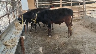 Manzil: Andijon viloyati — Andijon viloyati