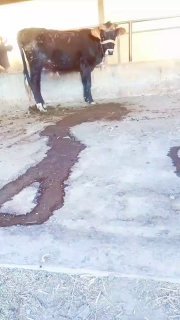 Хукиз Сотилади Нархи 10 Милйон — O'zbekiston
