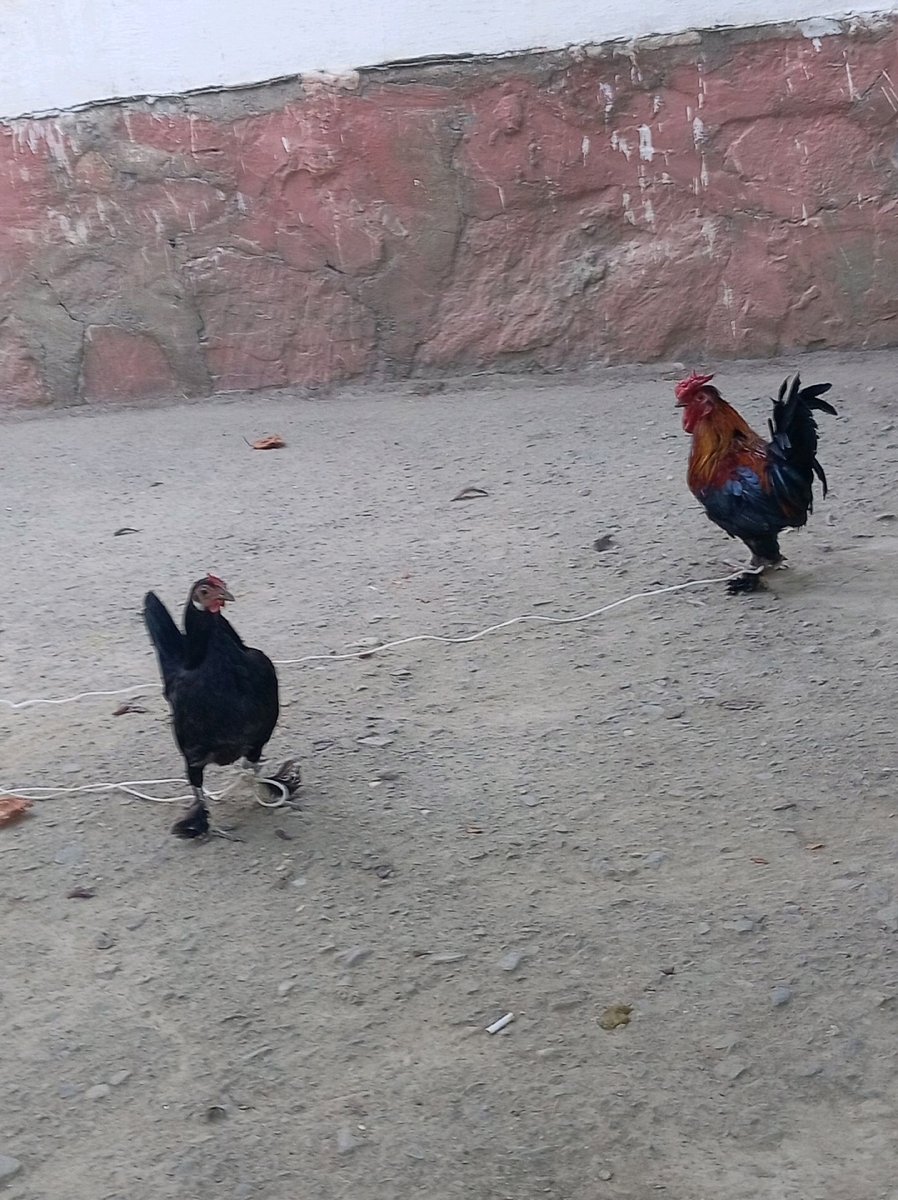 Parranda — Navoiy viloyati, Xatirchi tumani