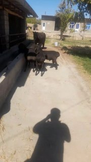 4 ta quchqor sotiladi narxi 4800 dan manzil G'uzor — O'zbekiston