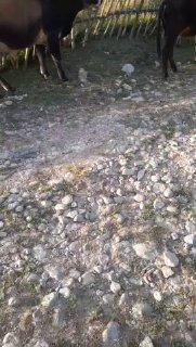 2 ta katta 3 ta mayda mollik soģlom jaydari buqalar sotiladi — Qashqadaryo