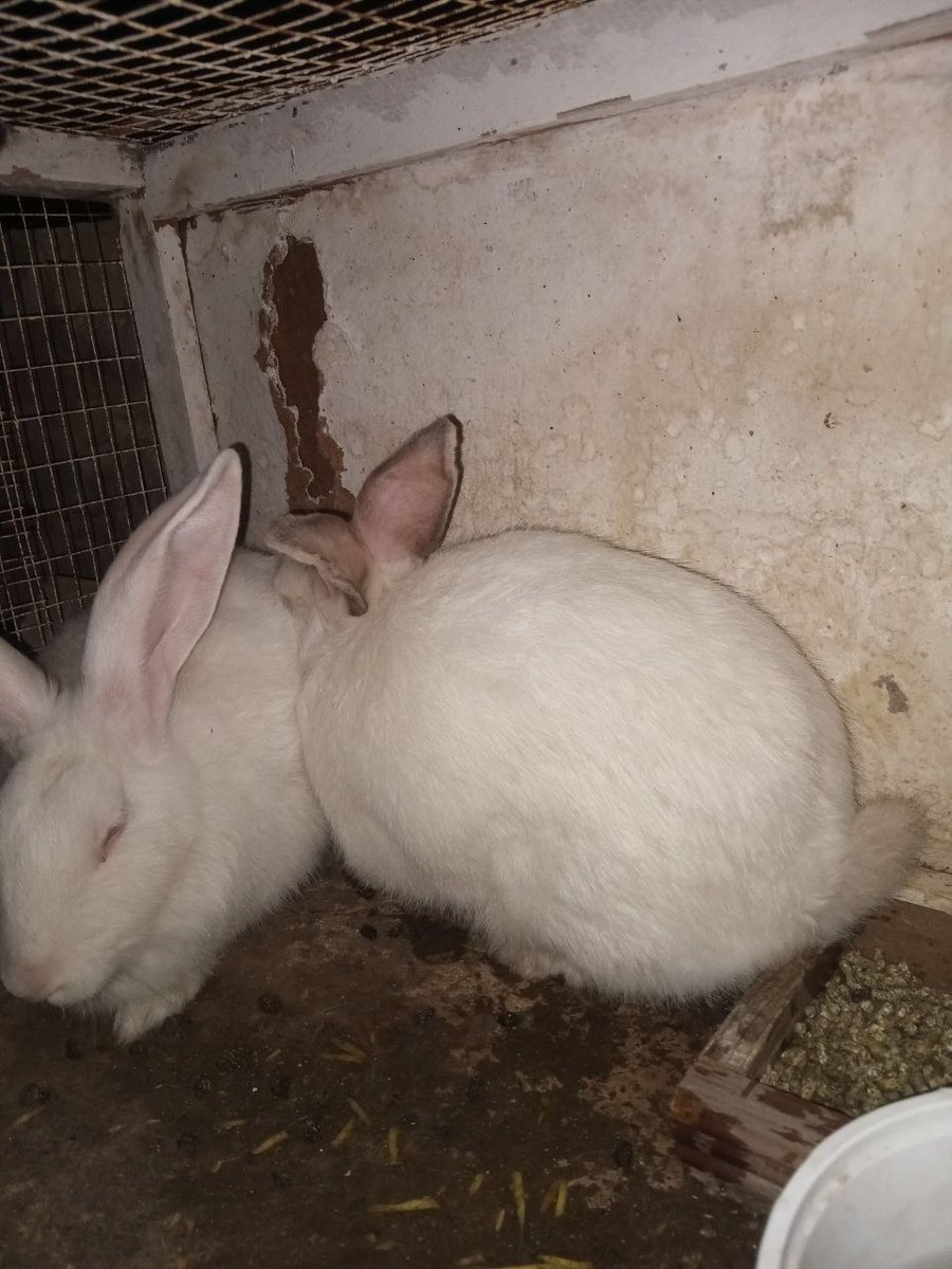 2 ta samka narxi 400 mingdan sal kami bor — Andijon zangibobo