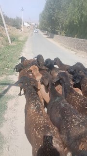 35ta bir en panji sovliqlar sotiladi — Jizzax