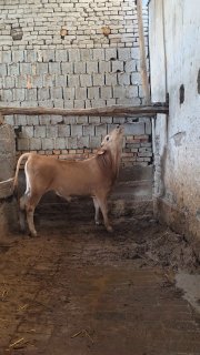 ESTON BUQA MARGILONDA TOZZA 6OYLIK — O'zbekiston