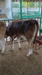 Chorva mollari — O'zbekiston