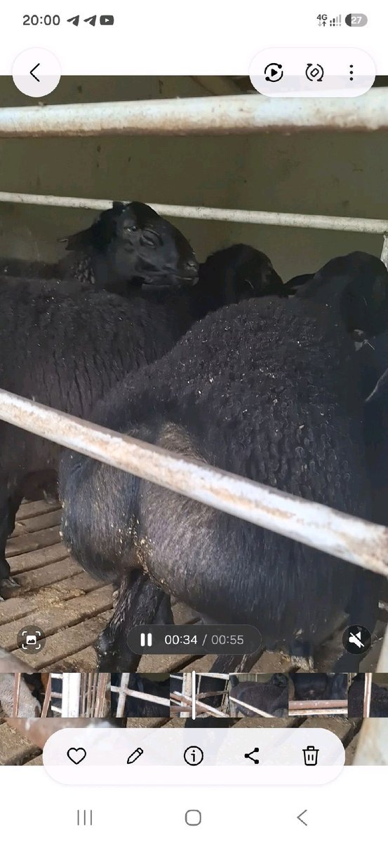 Qo'y — Namangan viloyati, Namangan tumani