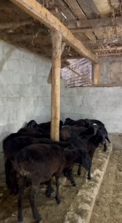 Shu qo’zilar sotiladi — Andijon viloyati Izboskan tumani
